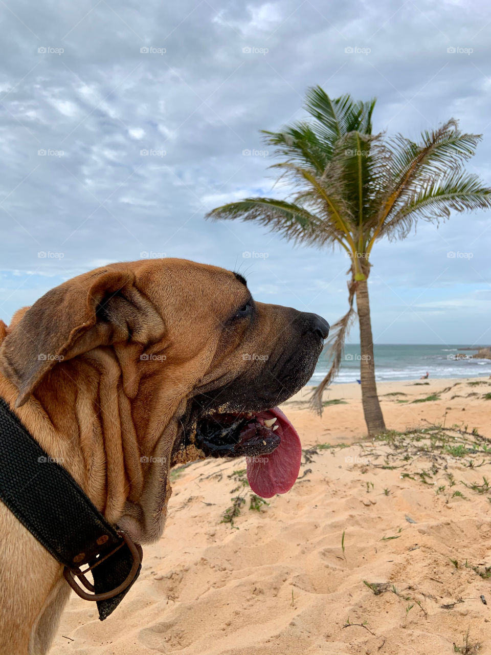 Dog with palm tree in the beach 