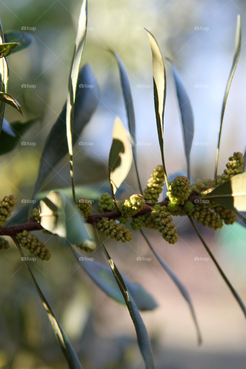 closeup of branch with new buds.