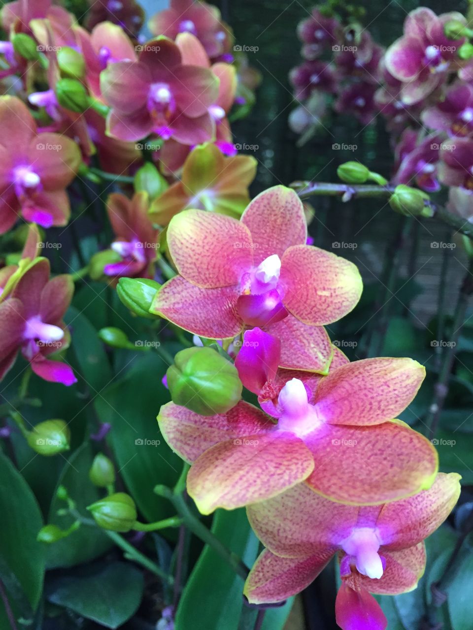 Overhead view of orchid flower