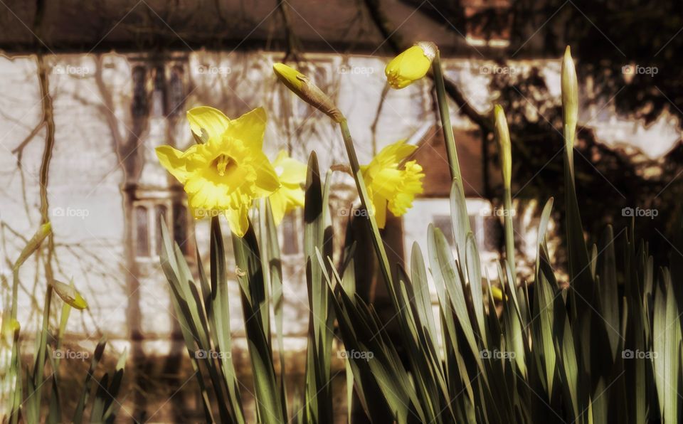 Daffodils. Country estate 