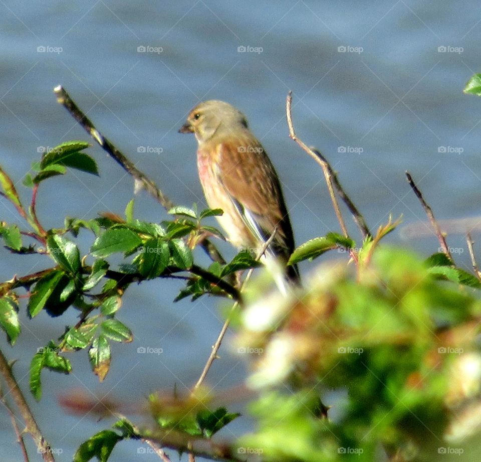 Linnet perched on a branch by the coast the first drive out from our house for the first time since lockdown it's now may 13th 2020 and have not been able to drive to a beauty spot for 7 weeks. This linnet was the first thing to greet us🐦🌈😀freedom