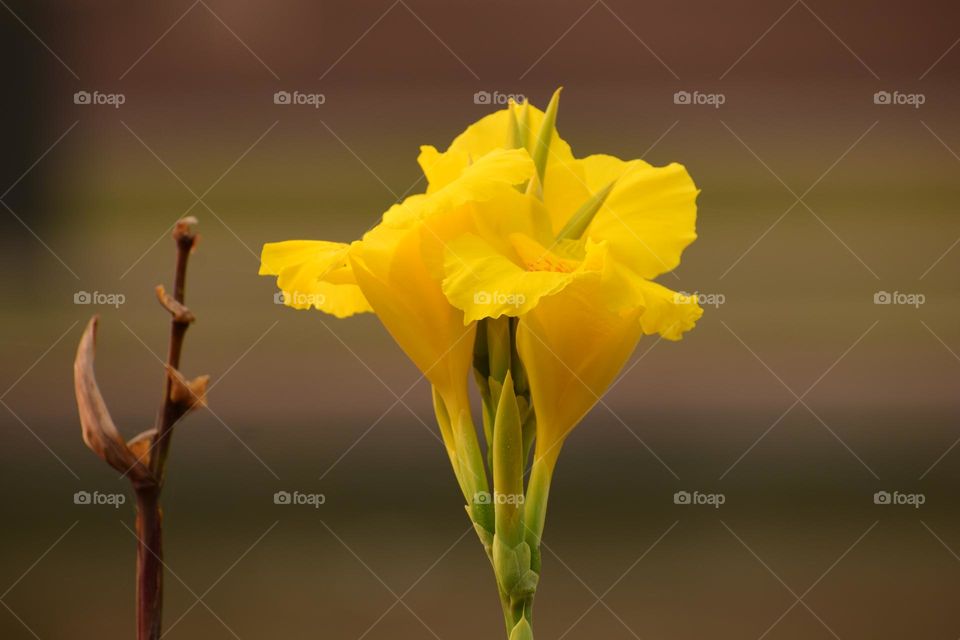 Yellow canna lily flower and beautiful bokeh background