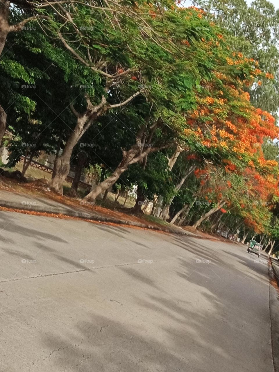 Trees : Tall & Colors