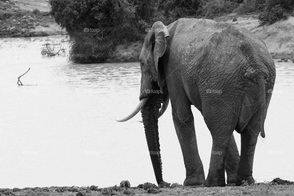 elephant looking across the dam .what is he thinking.