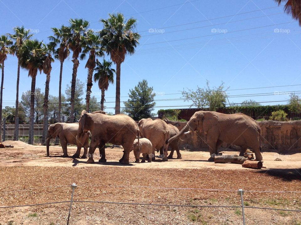Family fun. Elephant at the zoo