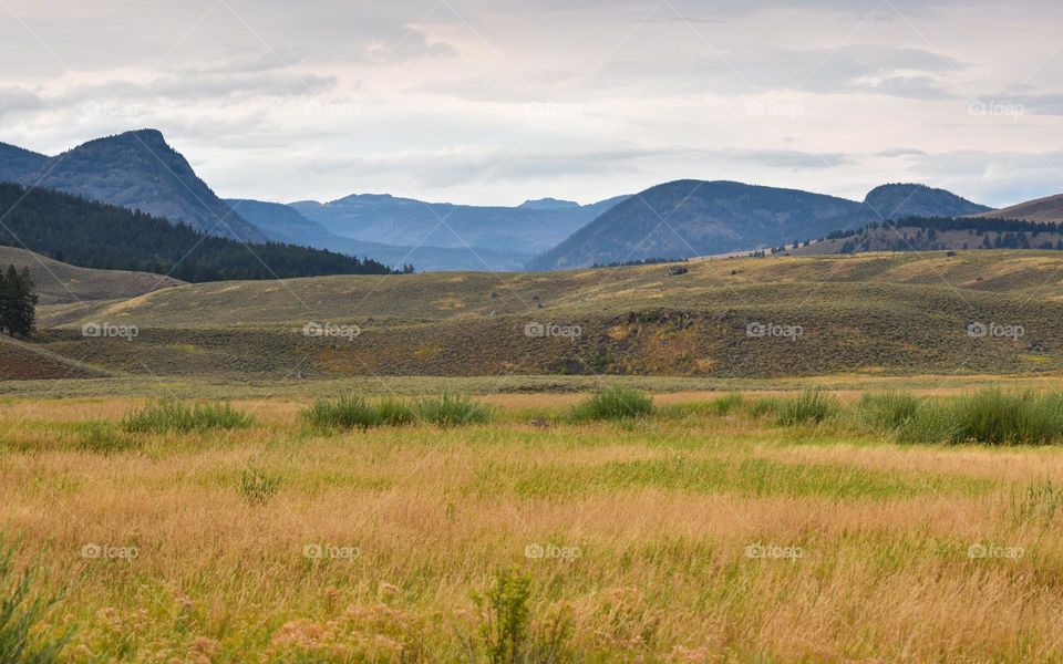 Meadows with mountains at the background. Yellowstone National Park, Wyoming, USA.