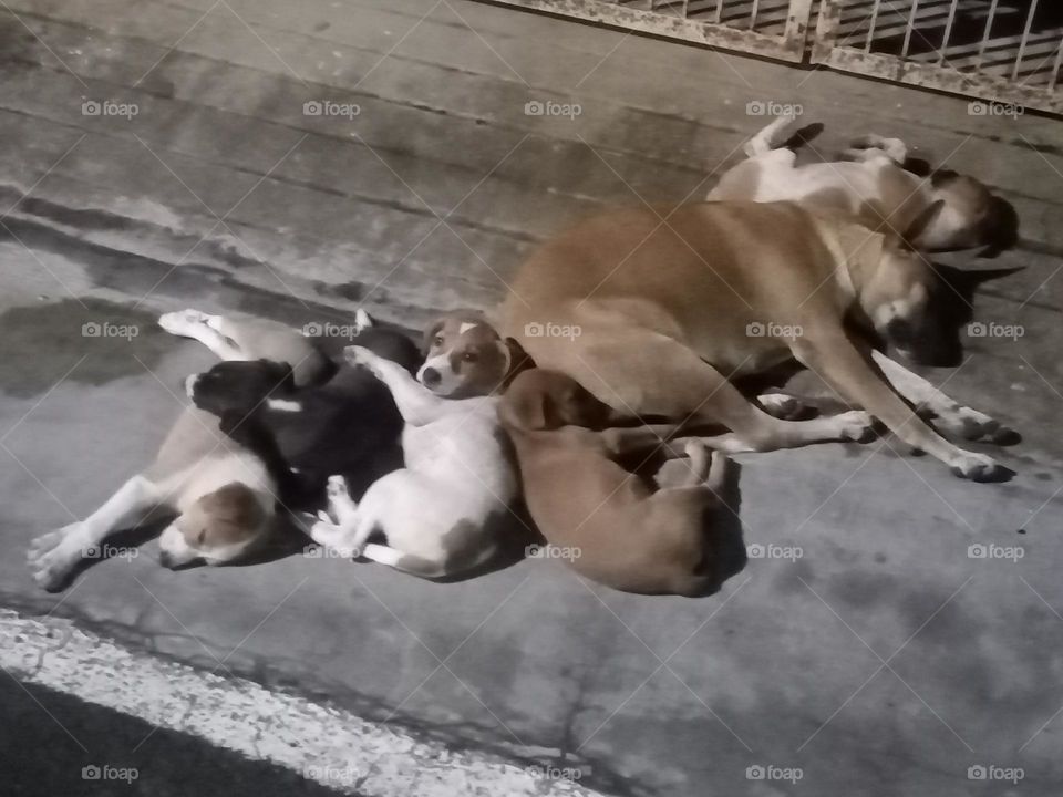 ravarma  Mother and children, Puppies, Multiple colours, Sleeping