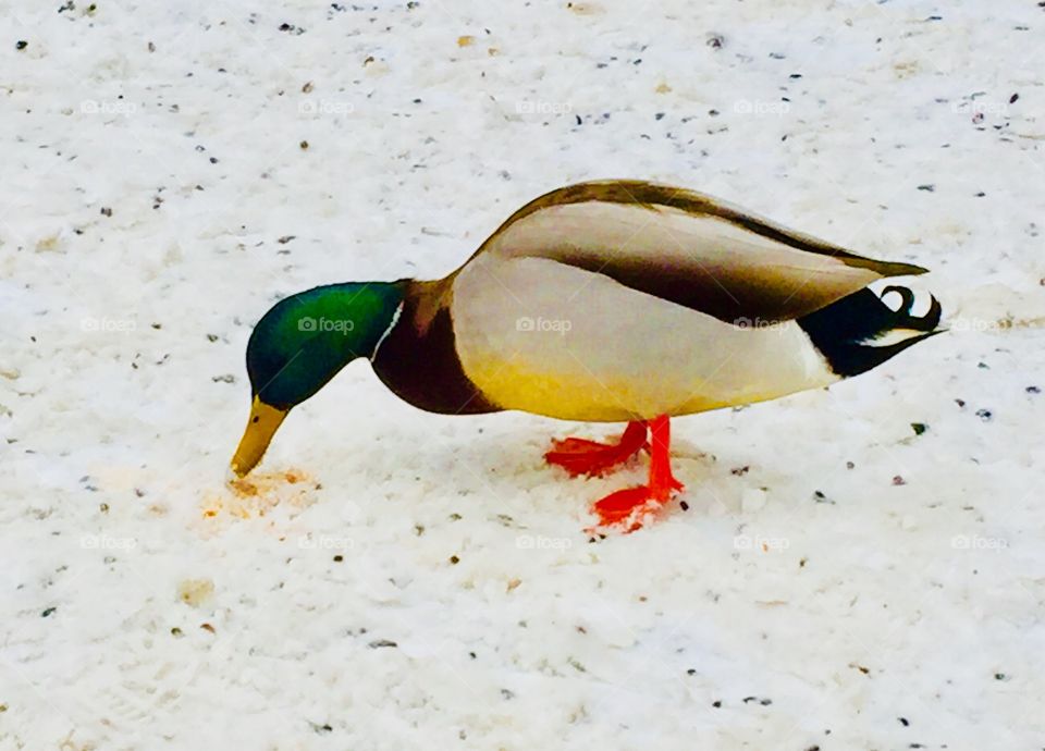 A Duck eating on the snowy ground