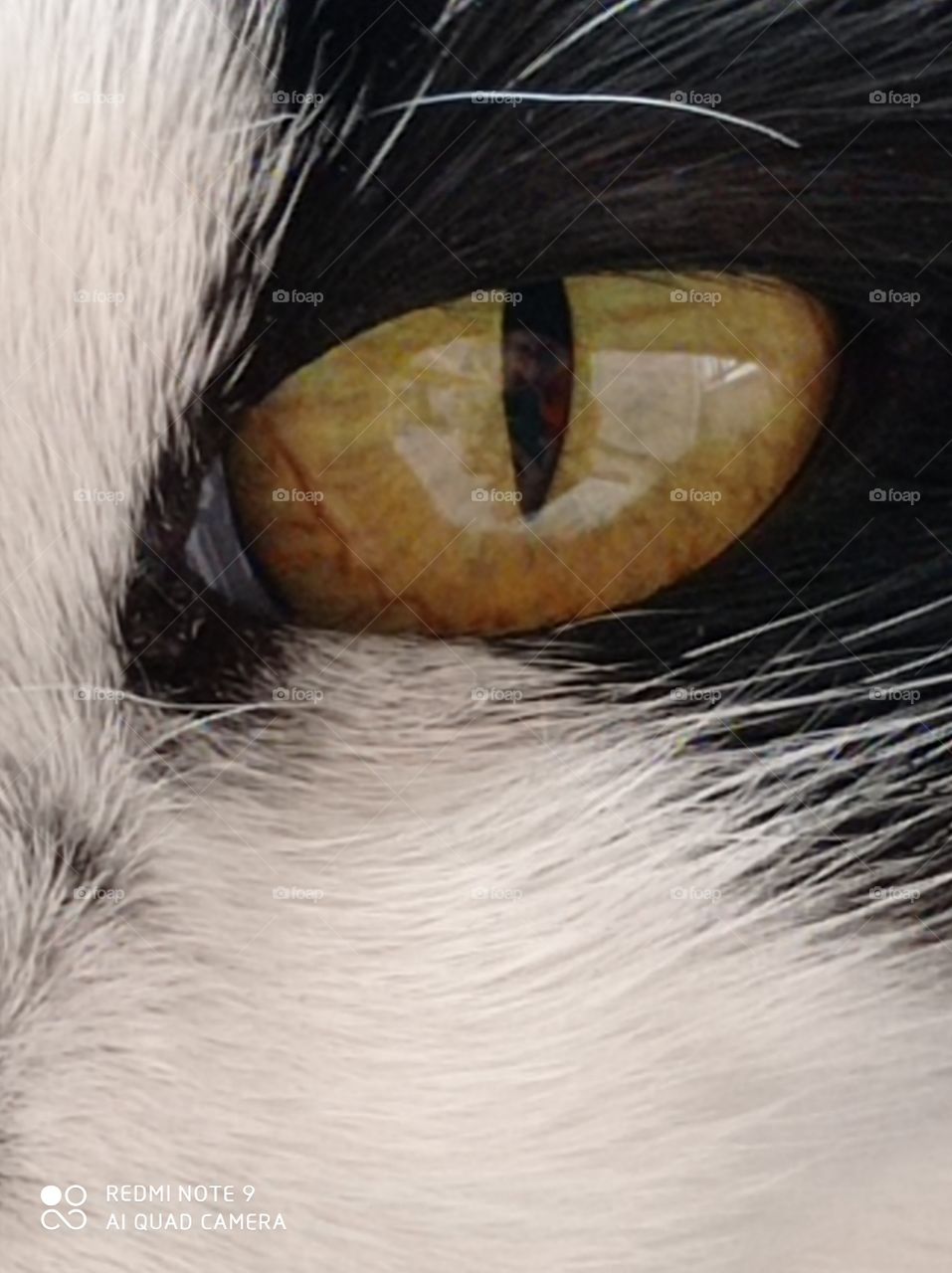 the eyes of a cat