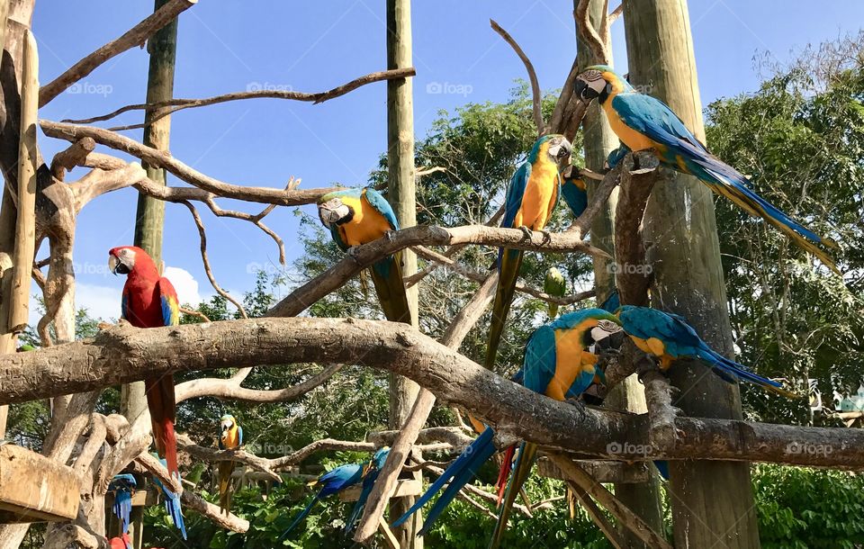 Parrots