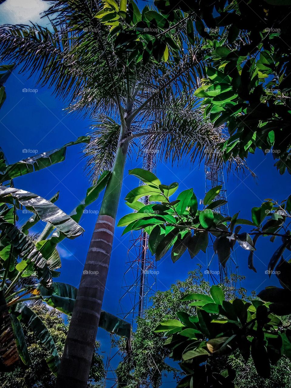 towering flowers