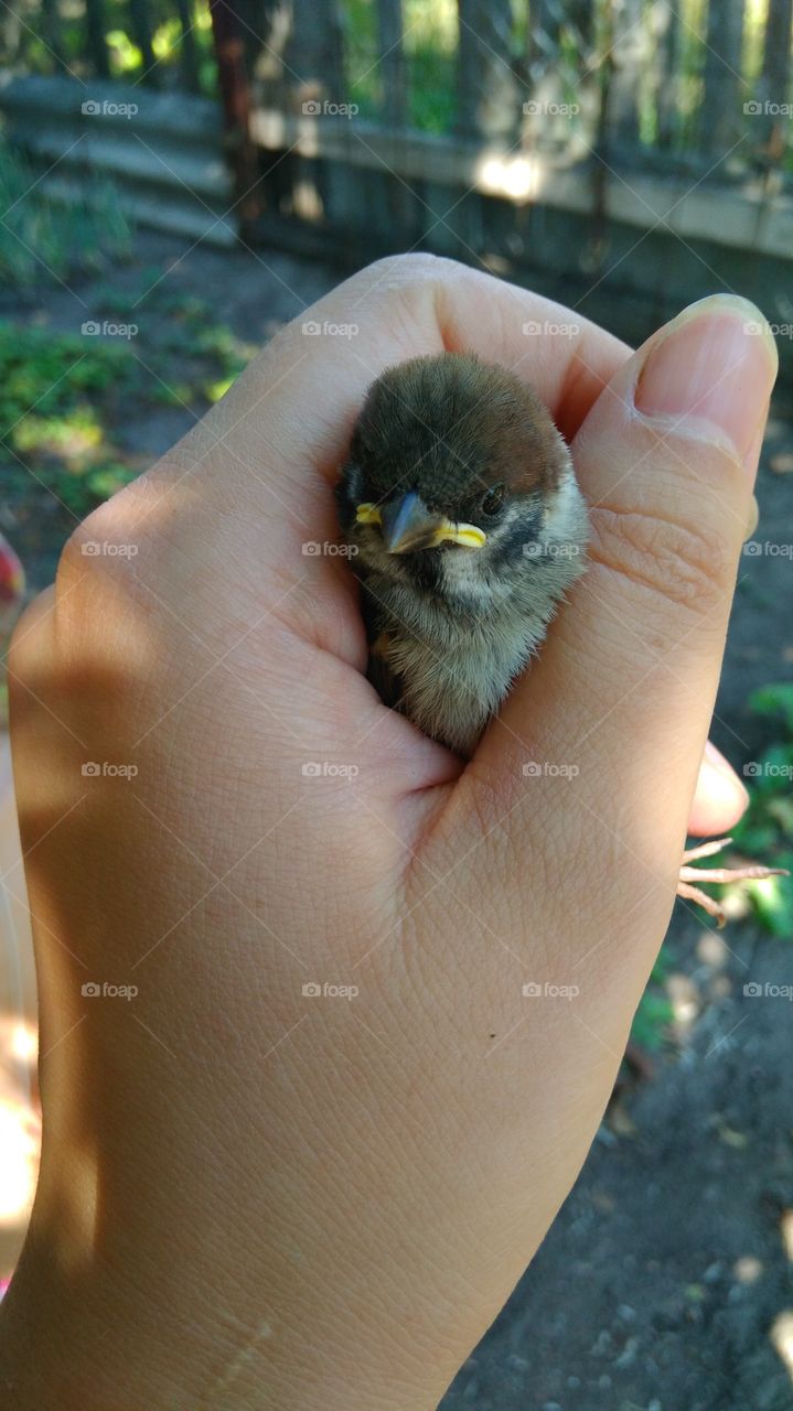 little bird in hand