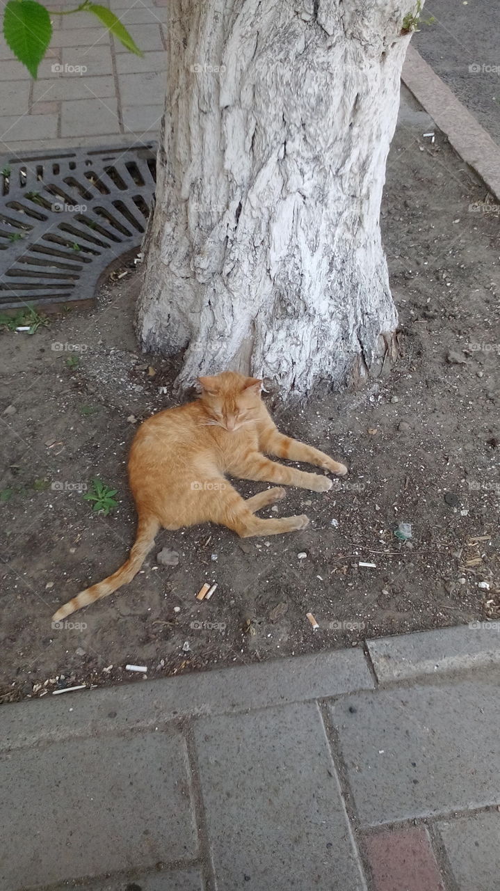 Red cat under the tree