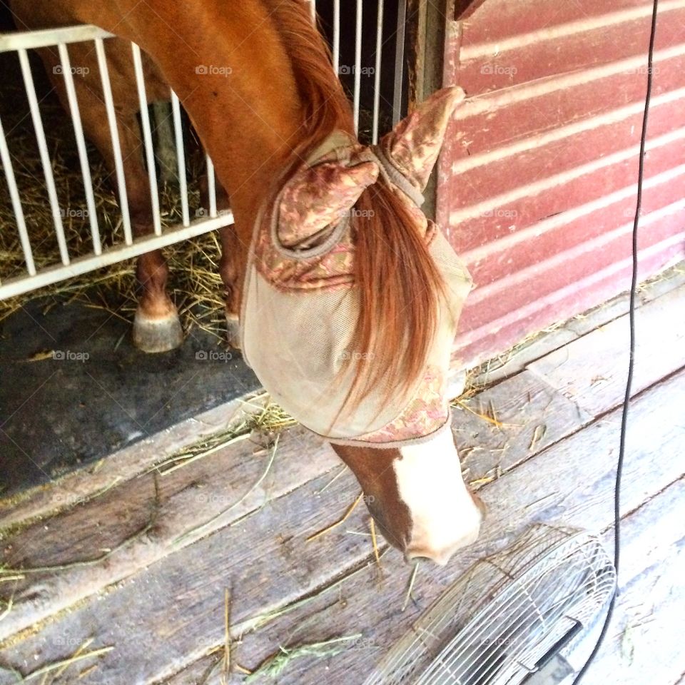 Standing in front of his personal fan on a very hot day 