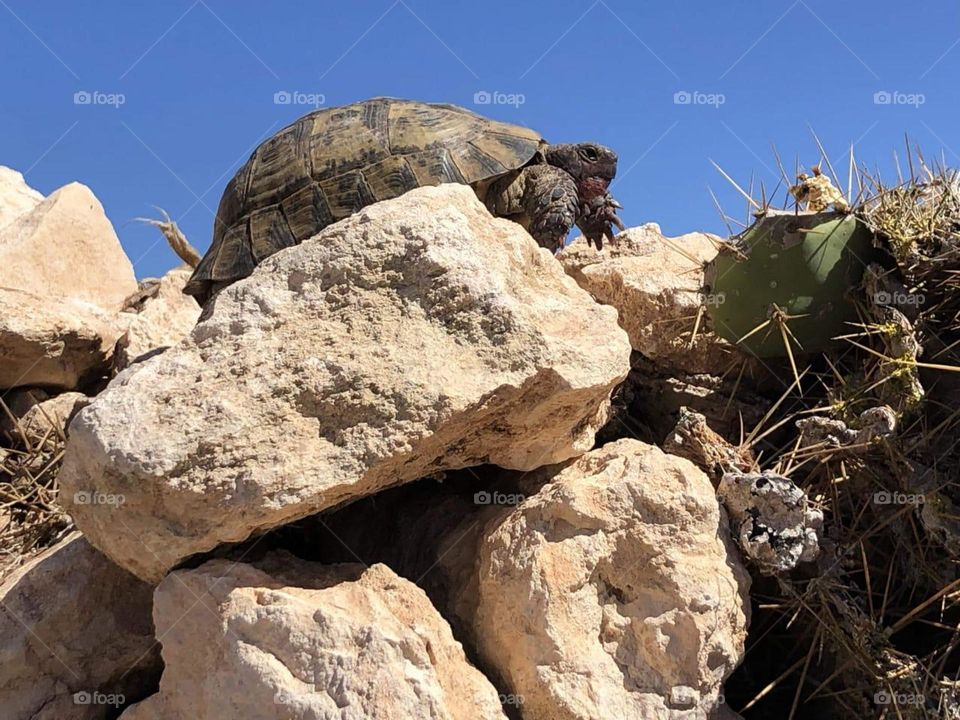 beautiful turtle on rock