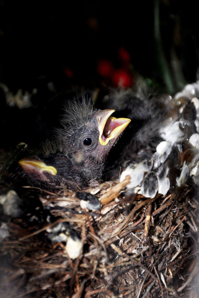 Baby House Finch