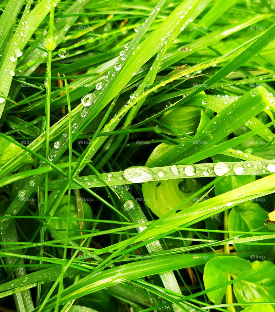 Dew on the grass