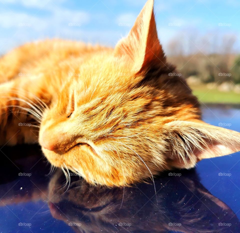 Cat is getting her vitamin D