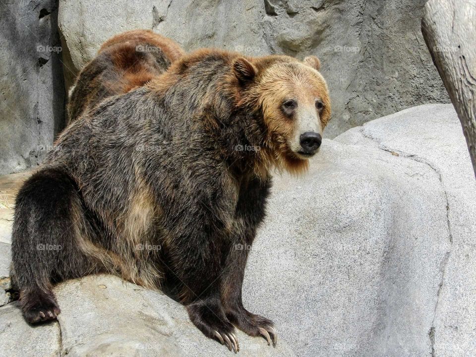 Bear