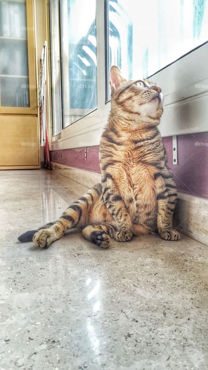 The Cat Above the Metro. This kitten was kind enough to give me such a pose when I tried to capture him on a day the natural light was great.