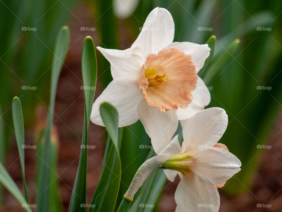 White blooming daffodils 