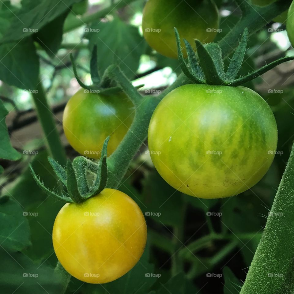 Cherry tomatoes on the vine.