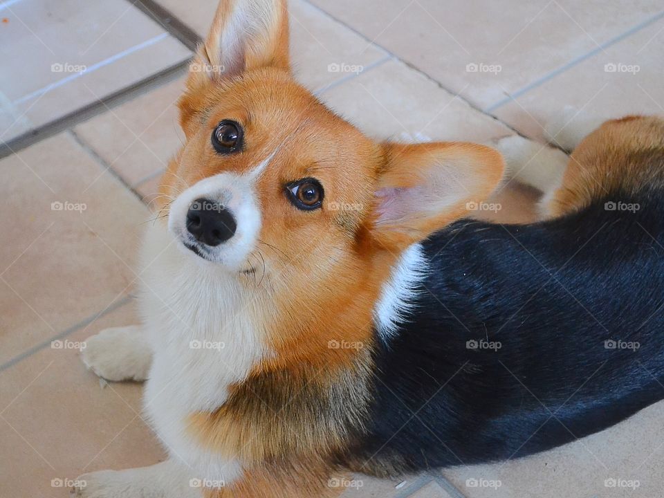 Cute dog laying at the floor looking up