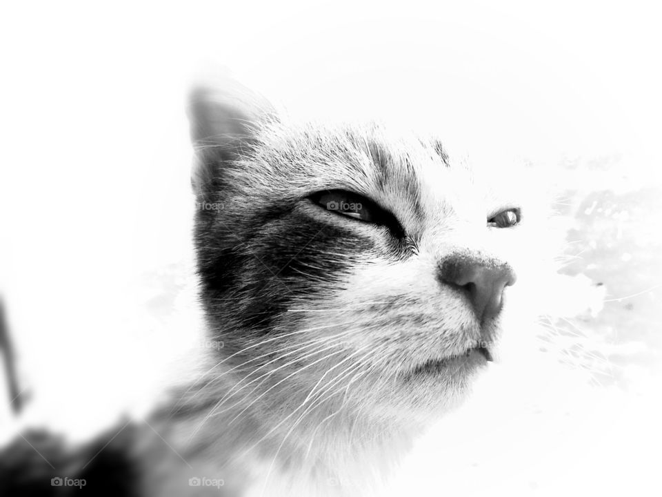 cat.black and white рicture.