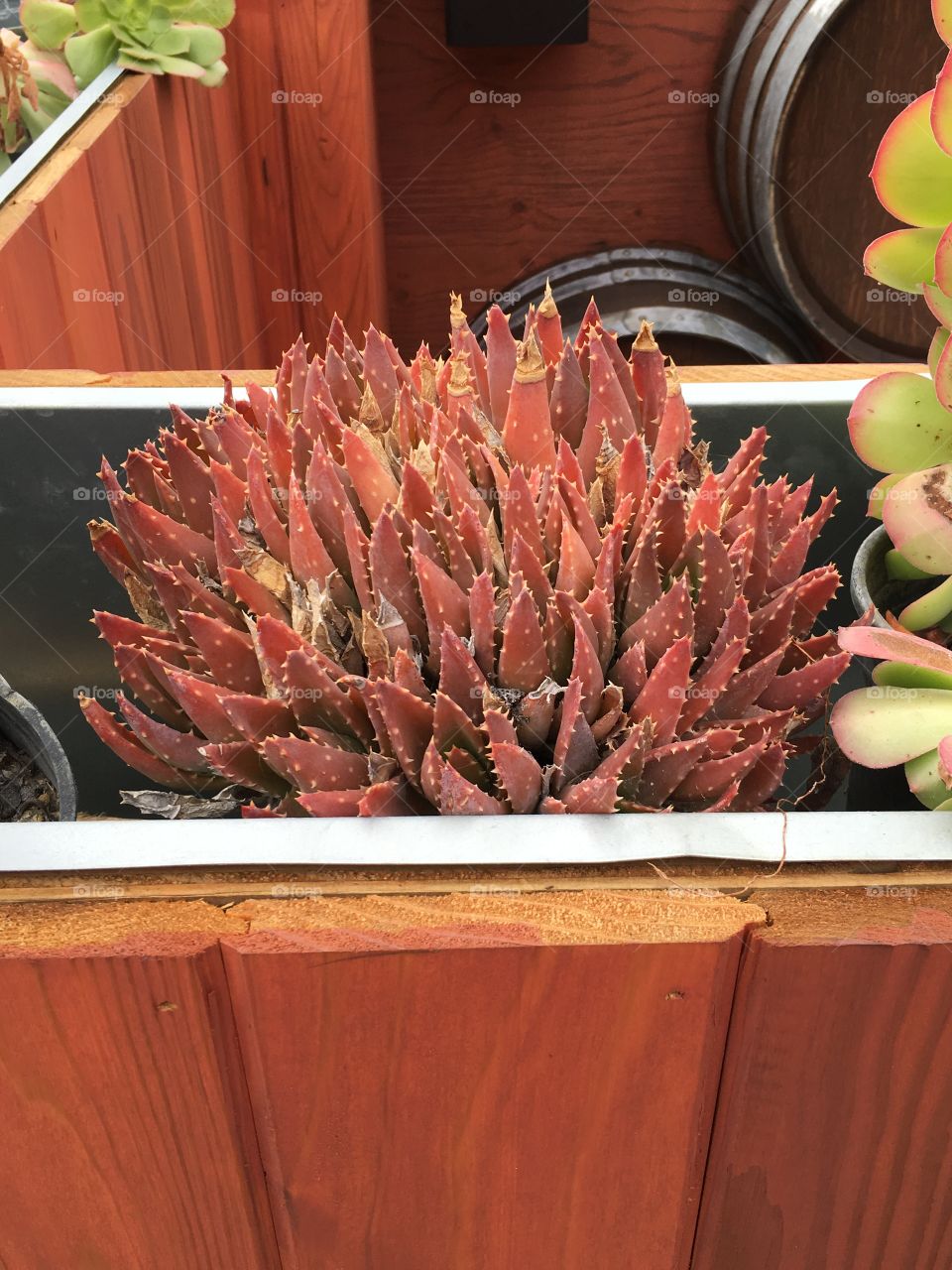 Red Aloe hybrid 