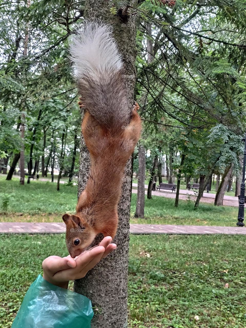 Squirrel in the forest