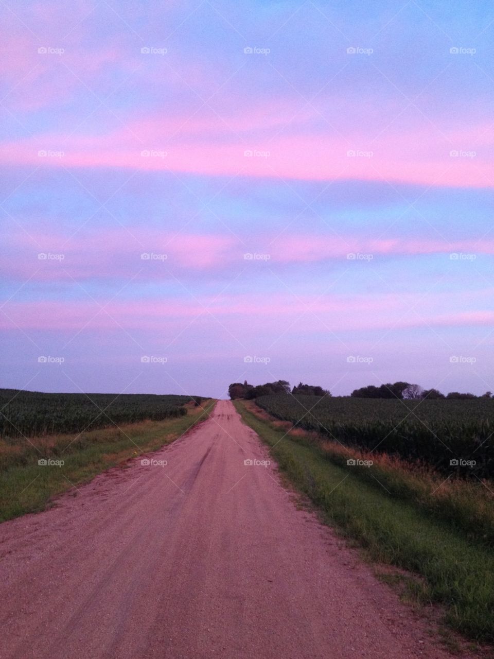  Lavender Vanishing Point