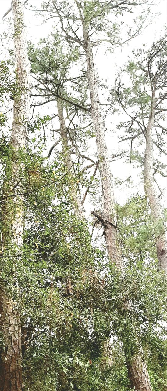 trees against the grey January sky