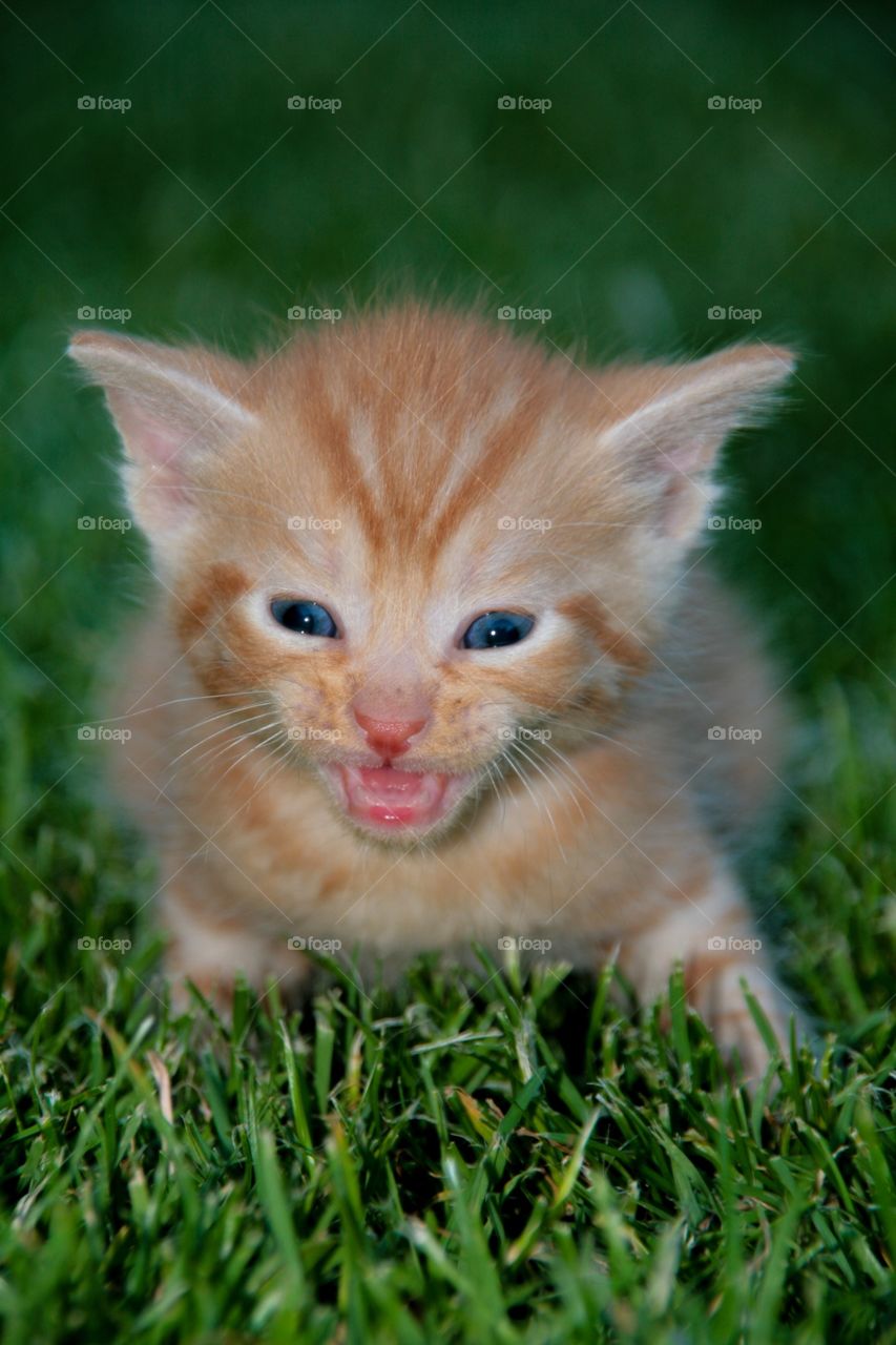 Portrait of kitten lying on grass