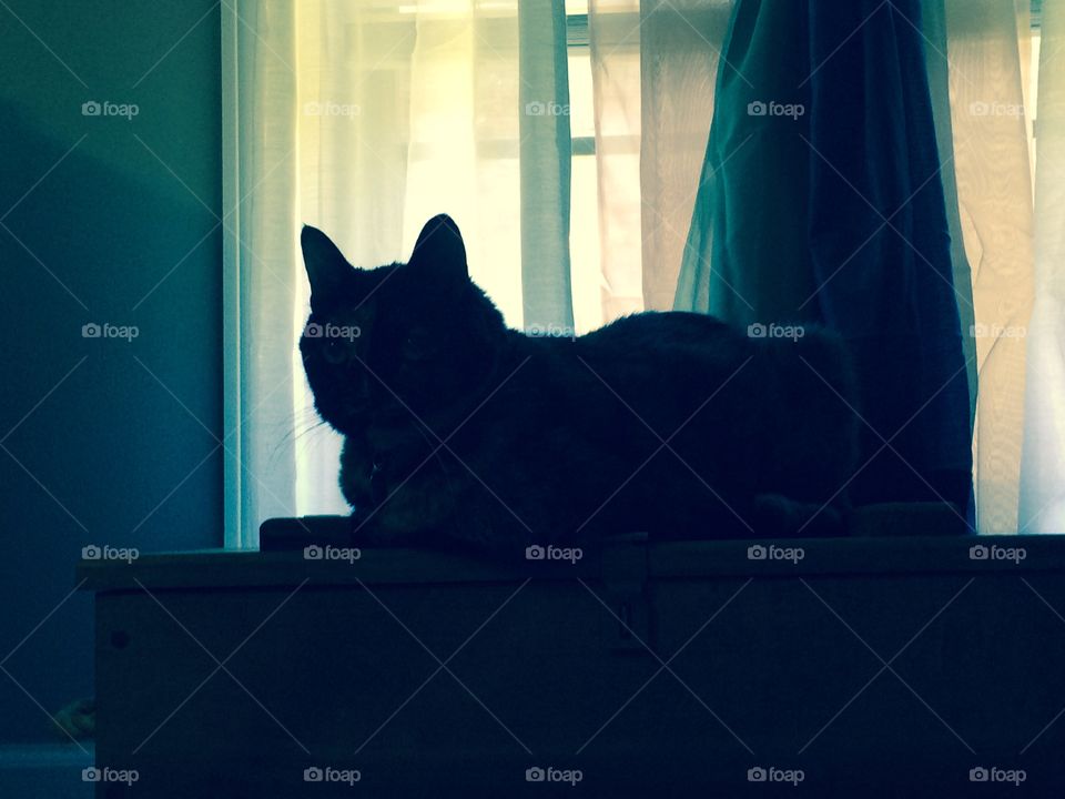 Cat silhouette . My cat by the window 