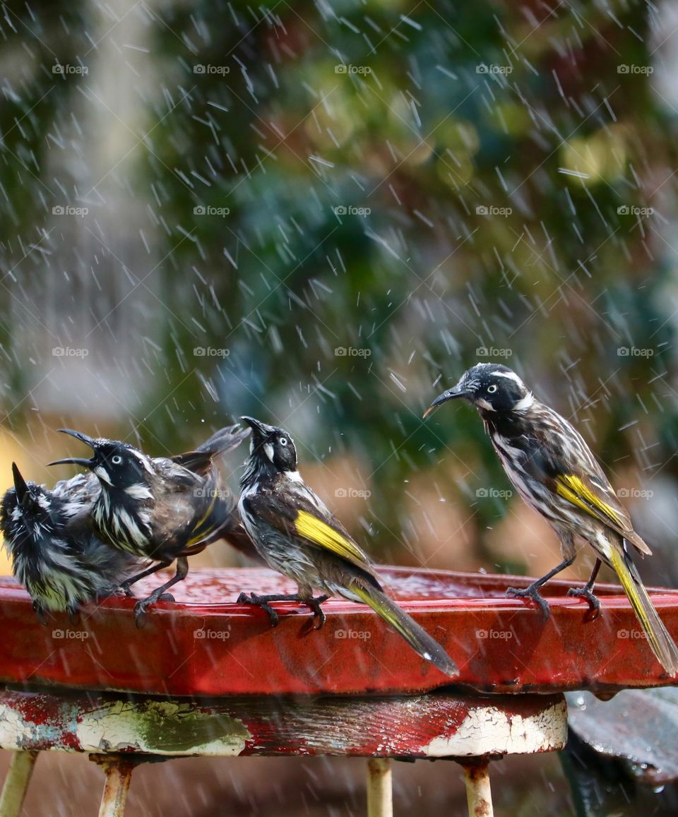 South Australian new Holland honeyeaters in a bird bath in the rain in the spring time