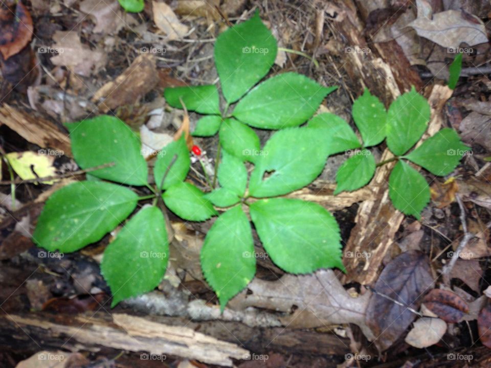 Wild Ginseng . Wild ginseng plant fruiting and mature growing in an Indiana Midwestern deciduous forest.