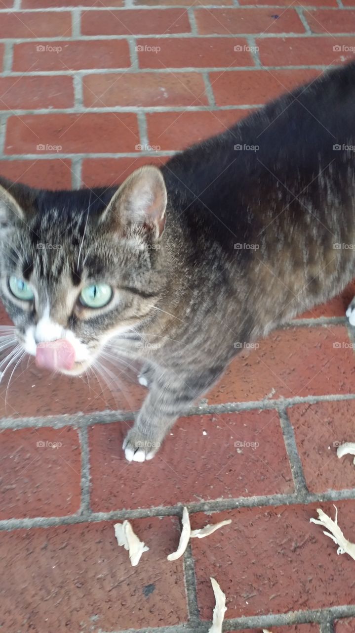 Cat at Claudia Sanders