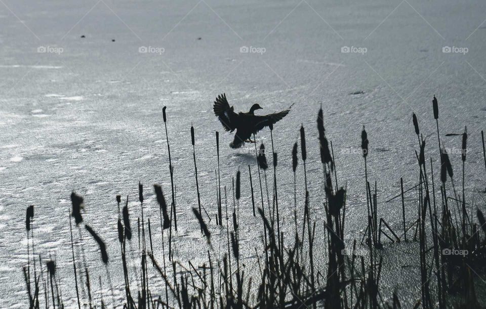 Landing Duck on ice