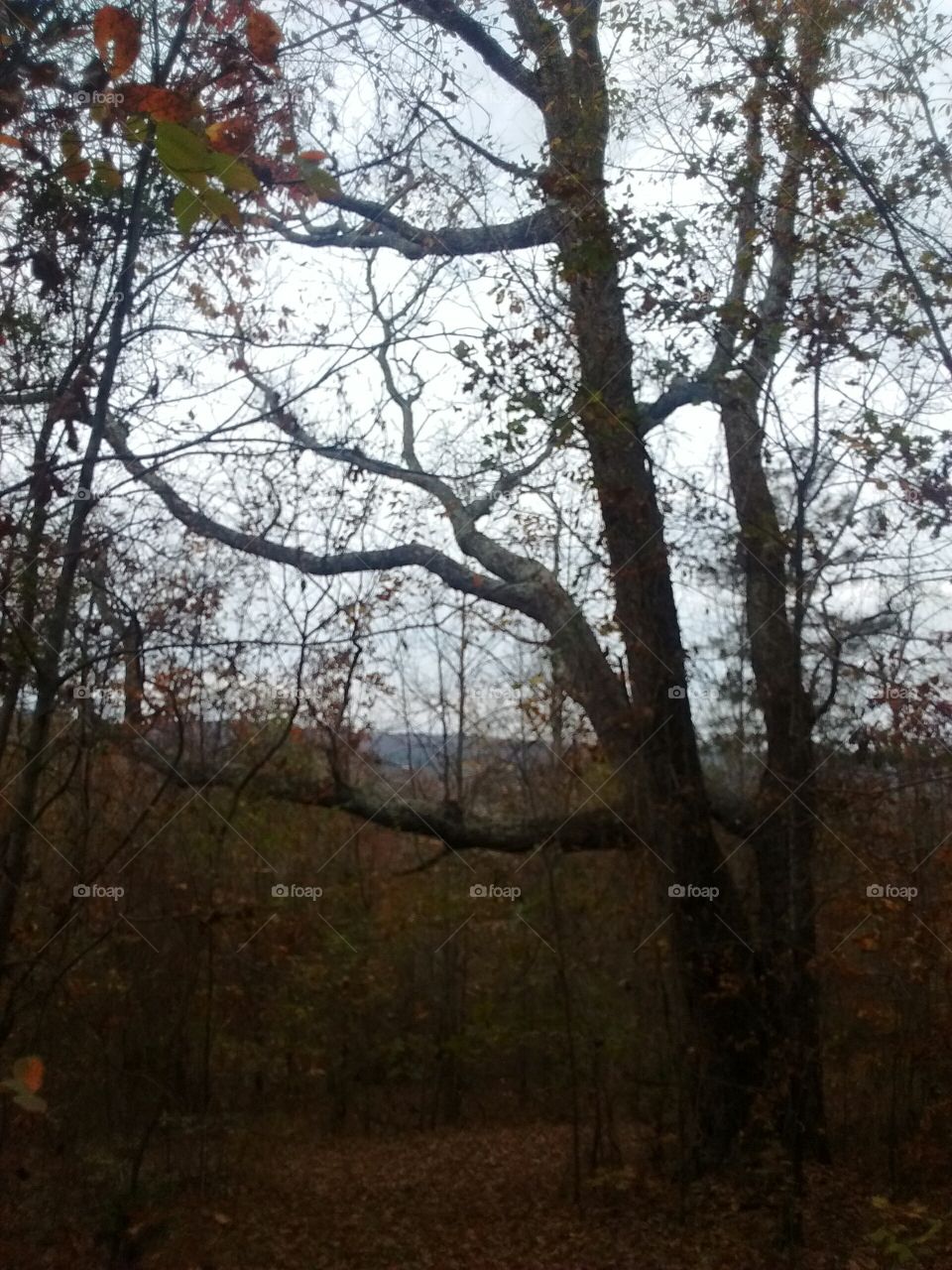 Beautiful Nature Walk