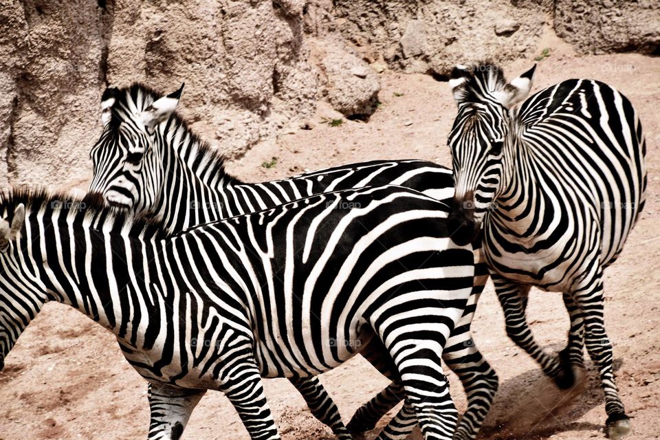 Close-up of zebras