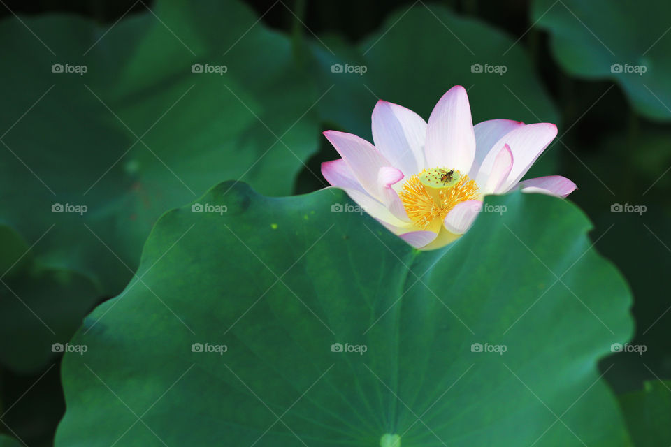 Lotus flower in summer 