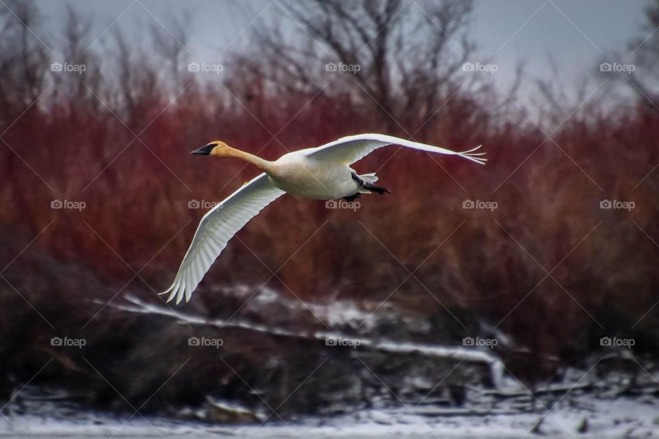 Trumpet swan in flight