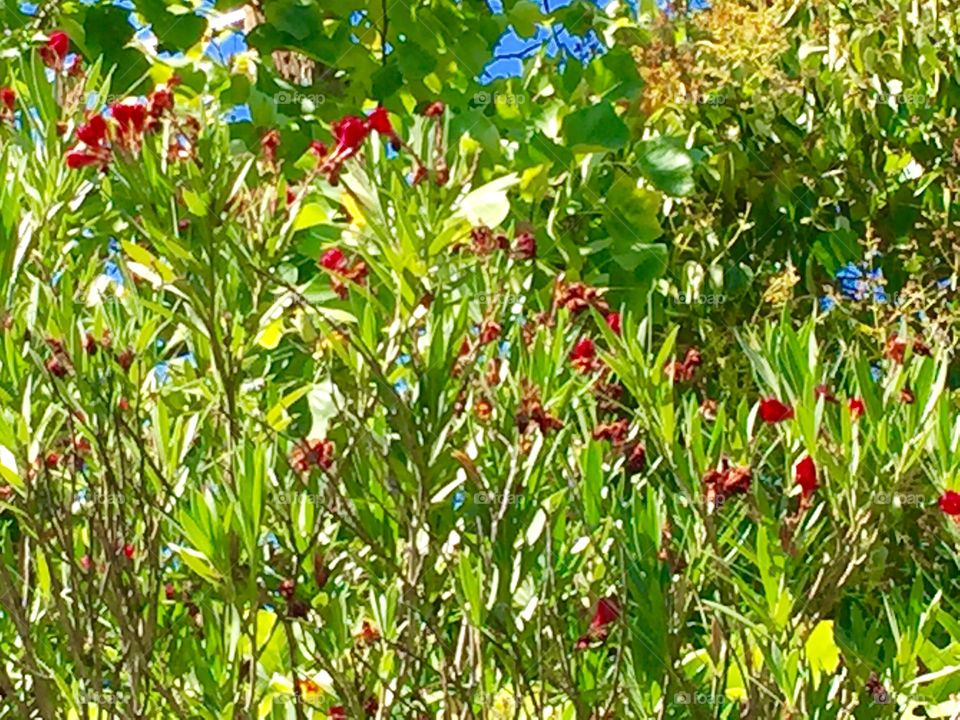 Plants and flowers 