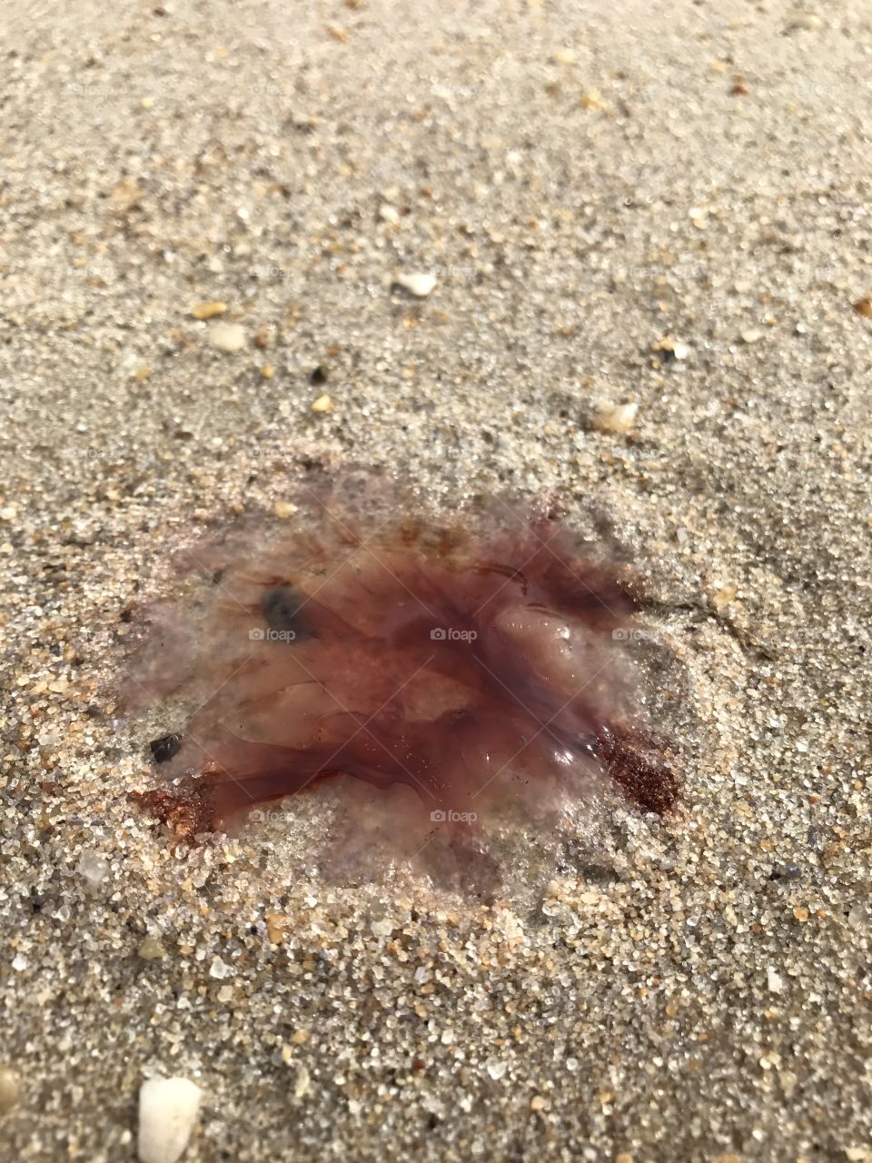 Jellyfish 