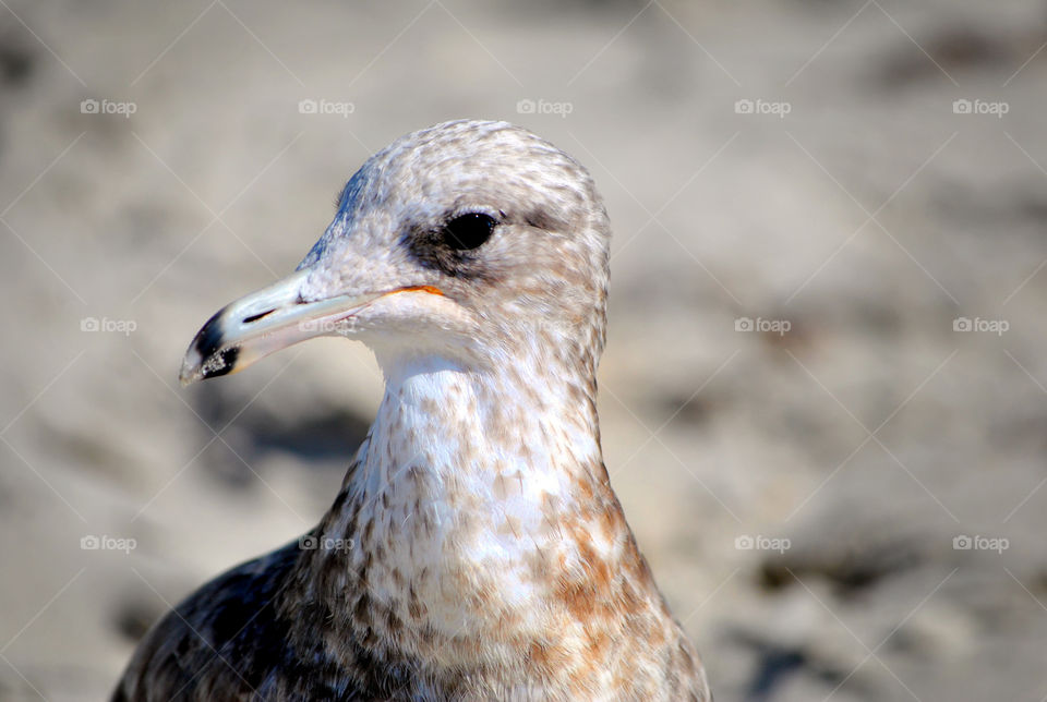 Close-up of a seagull bird