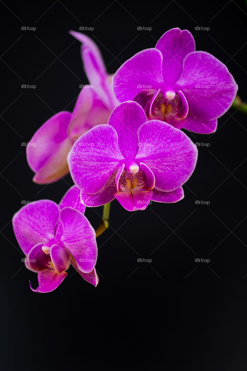 Purple Orchidea beauty 