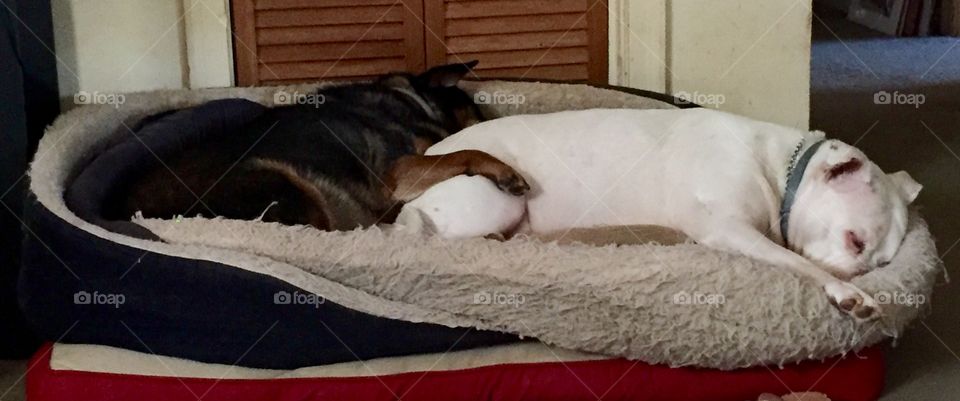 Ella Bean and Jade Dragon sharing the dog bed