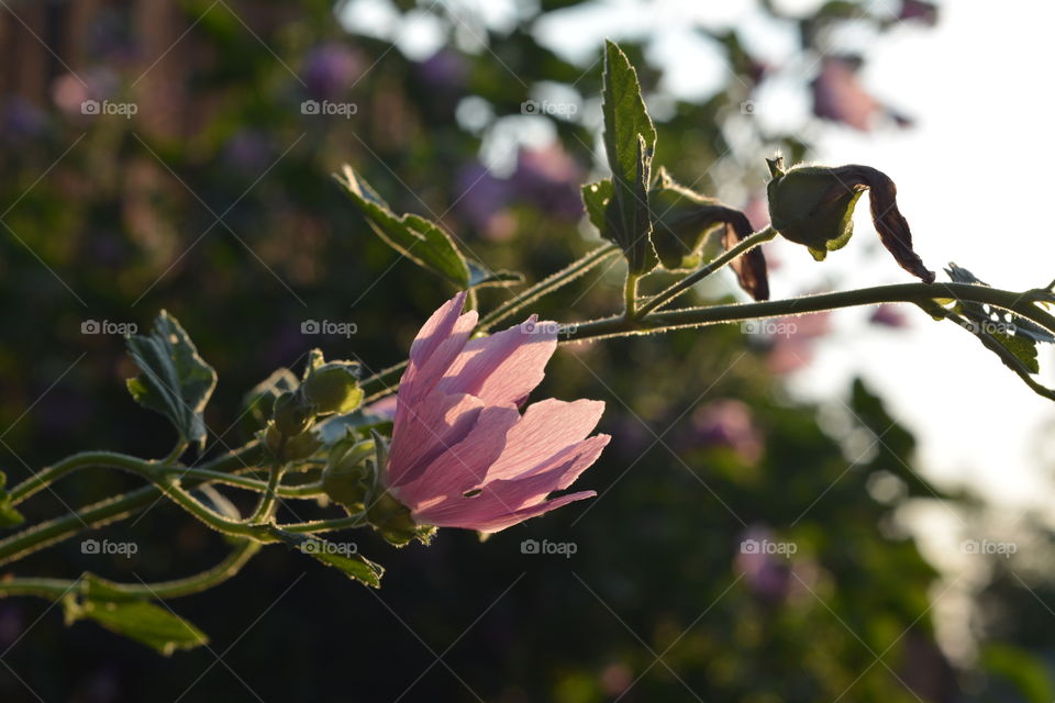 No Person, Flower, Nature, Leaf, Outdoors