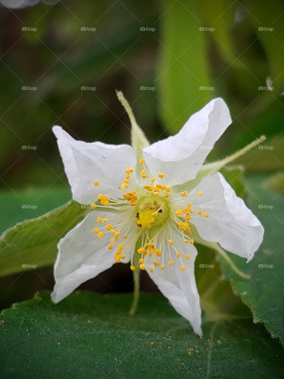 flowers captured