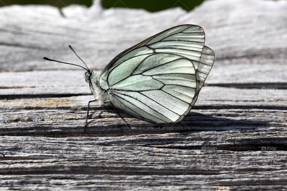 Black-veined White